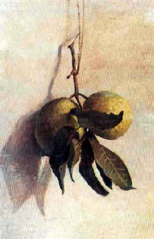 Guava, Benedito Calixto